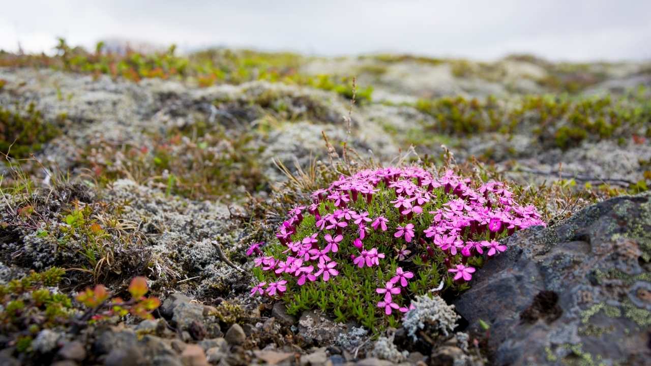 25.apríl – Dagur umhverfisins