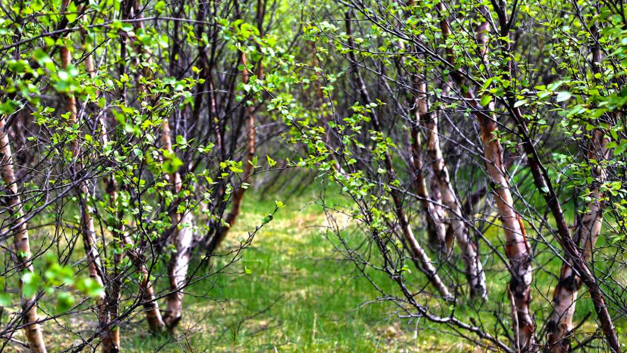 Birkifræsöfnunin 2023