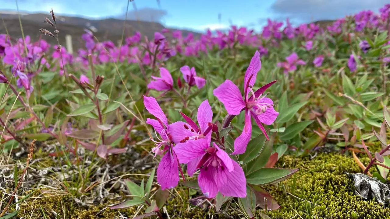 Lífbreytileiki og vistheimt